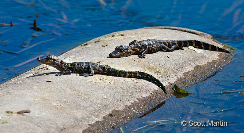 Gator baby_web