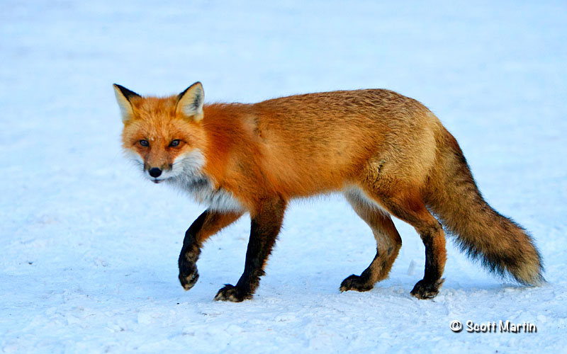 Red Fox 2 web