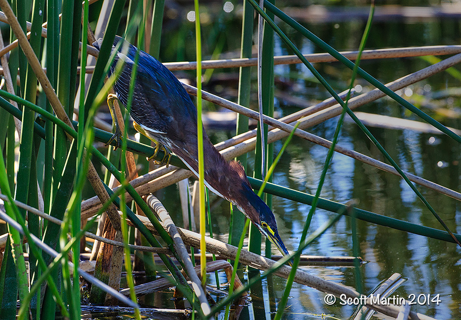 Green Heron 06_web