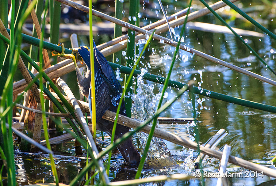 Green Heron 07_web