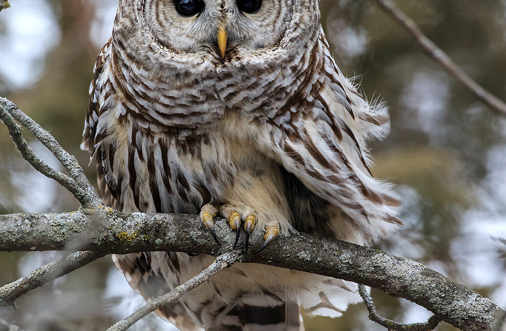 Barred Owl