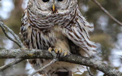 Barred Owl