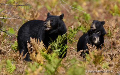 Black Bear in Algonquin Park