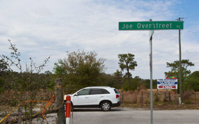 Bald Eagle’s from Joe Overstreet Road in Central Florida