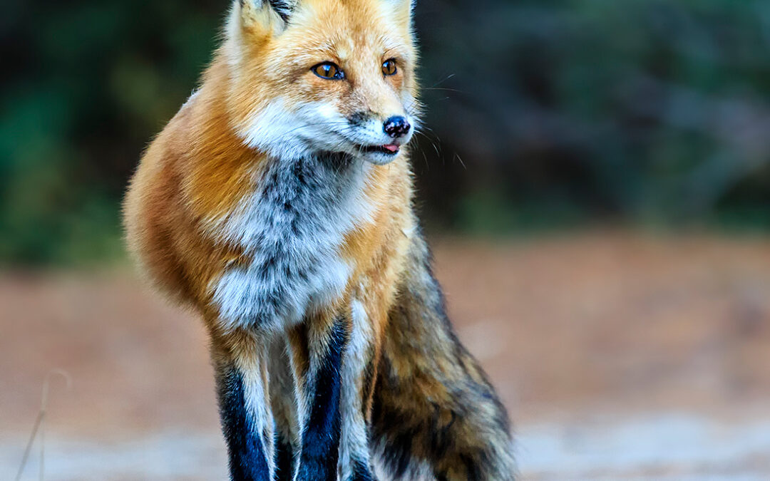 The Fox and The Wolf in Algonquin Provincial Park