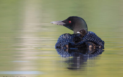 Common Loons of Algonquin Park and a New Camera