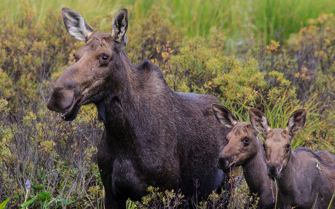 Algonquin Park Moose