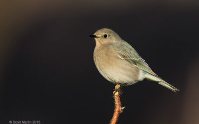 Mountain Bluebird – A Local Rarity