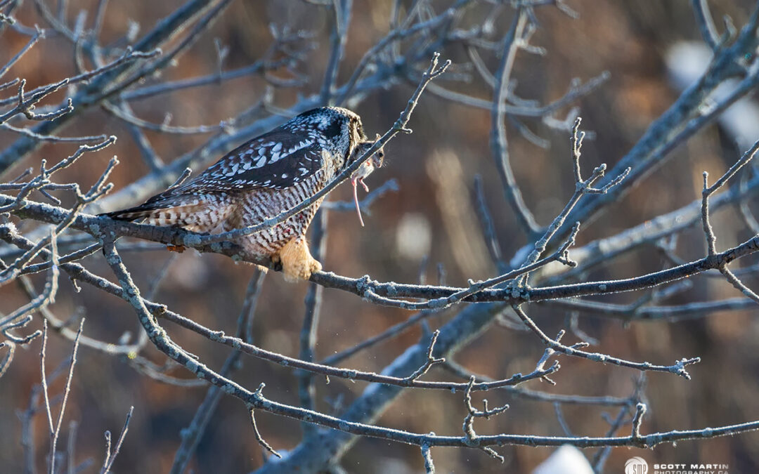 Northern Hawk Owl Caches Prey