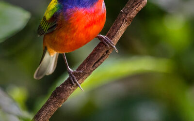 A Painted Bunting, Green Heron and Black Skimmer