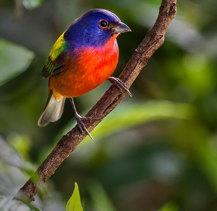 A Painted Bunting, Green Heron and Black Skimmer