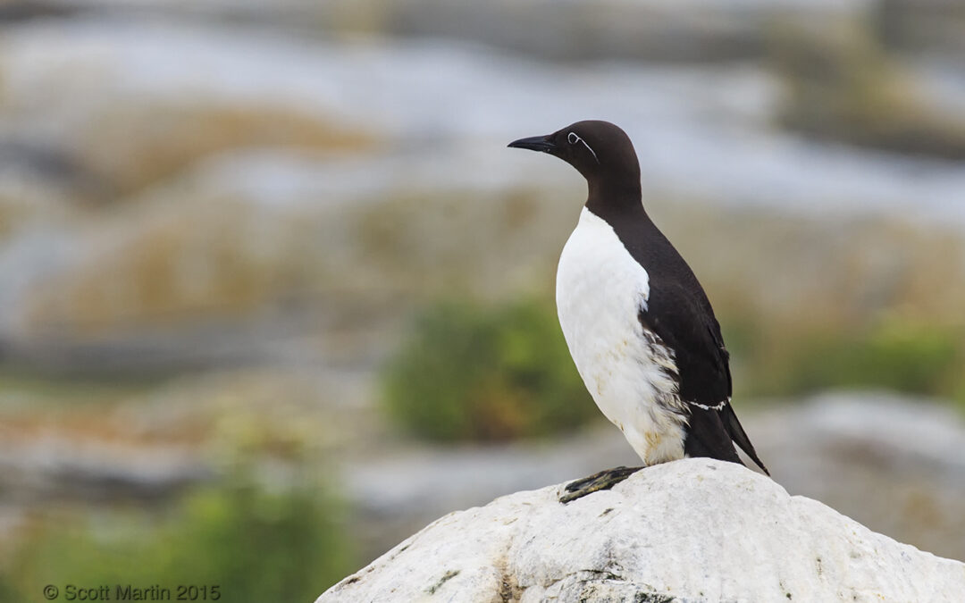 Razorbills and Common Murres on Machias Seal Island