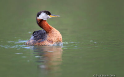 Red-necked Grebe