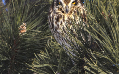 The Short-eared Owl And Red-bellied Woodpecker