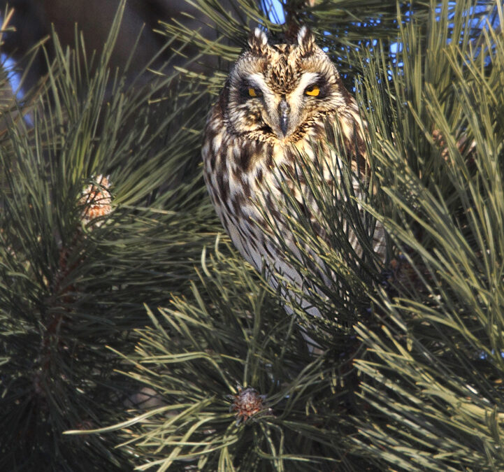 The Short-eared Owl And Red-bellied Woodpecker