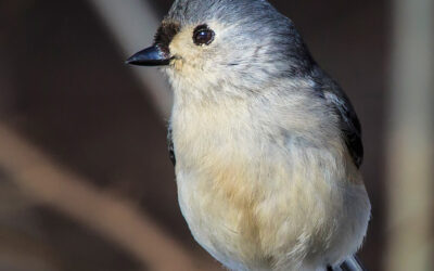 Winter Birds of Niagara Falls