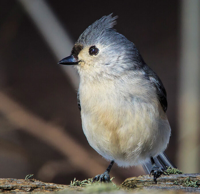 Winter Birds of Niagara Falls