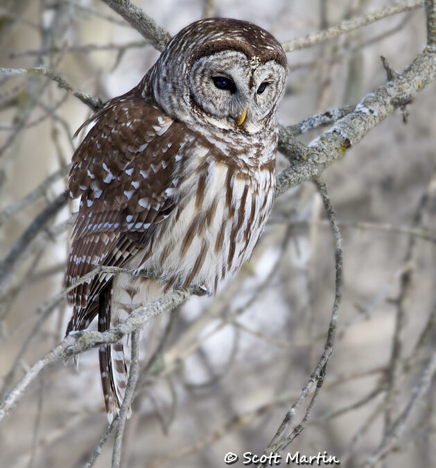 Barred Owl