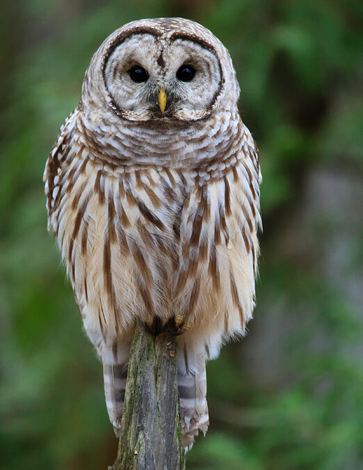 Barred Owl – Presqu’ile Provincial Park, Ontario
