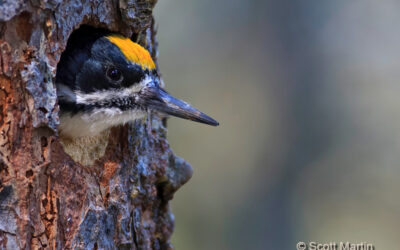 Black-backed Woodpecker