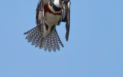 Belted Kingfisher