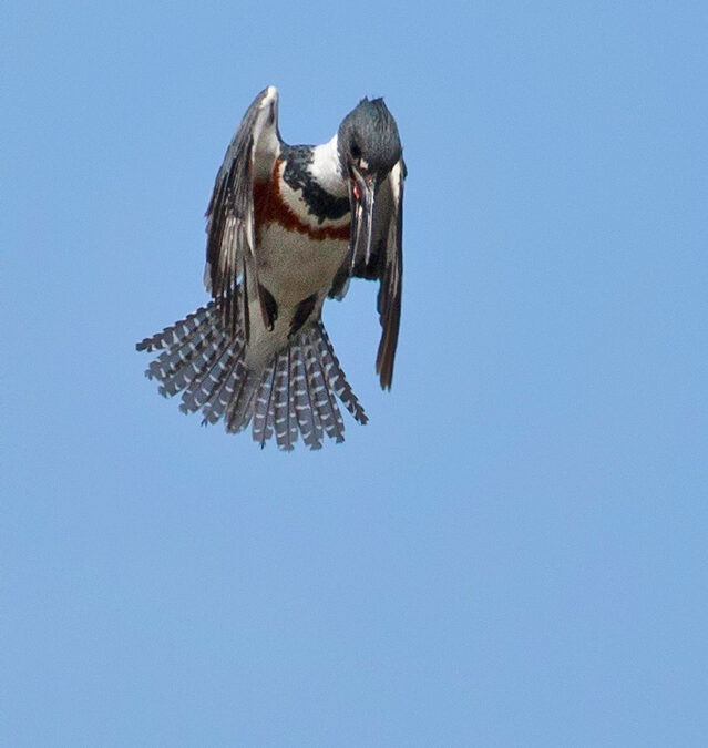 Belted Kingfisher