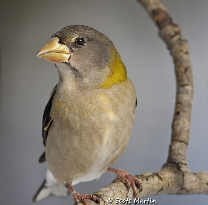 The Locally Rare Evening Grosbeak, Coccothraustes vespertinus