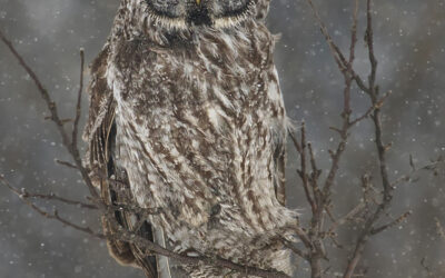 Great Gray Owl, The World’s Largest