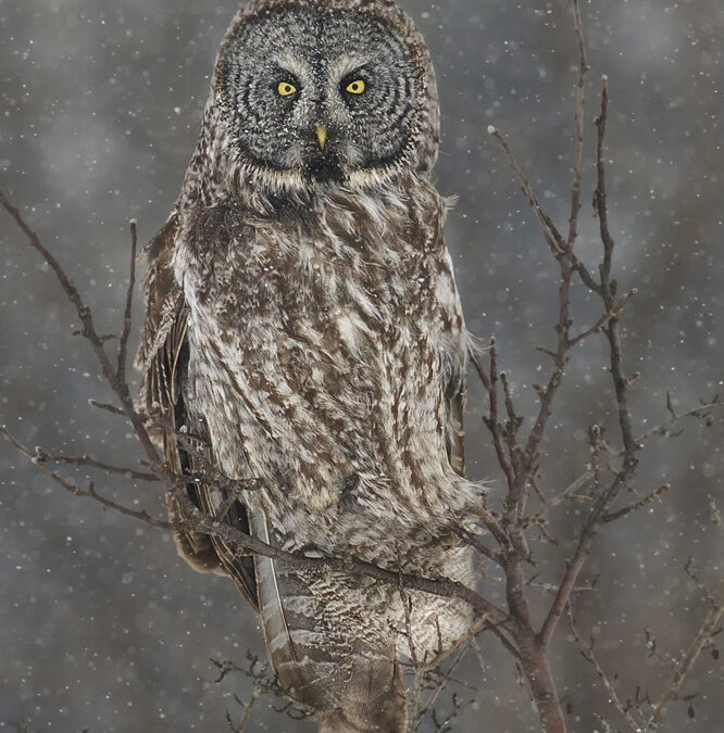 Great Gray Owl, The World’s Largest