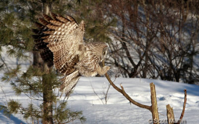 Great Gray Owls in Ottawa Ontario