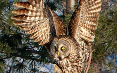 Great Gray Owls And A Brief Discussion on Critique
