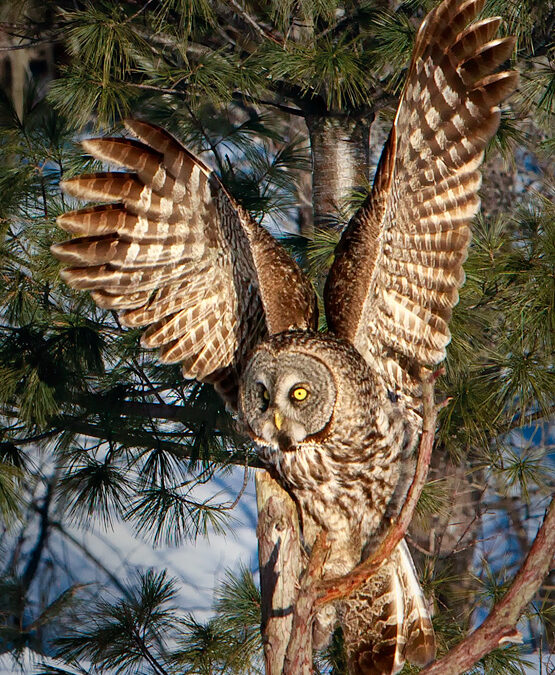 Great Gray Owls And A Brief Discussion on Critique