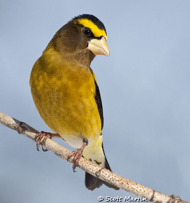 Male Evening Grosbeaks and Death of a Northern Hawk Owl