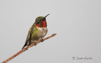 Ruby-throated Hummingbird in the Rain