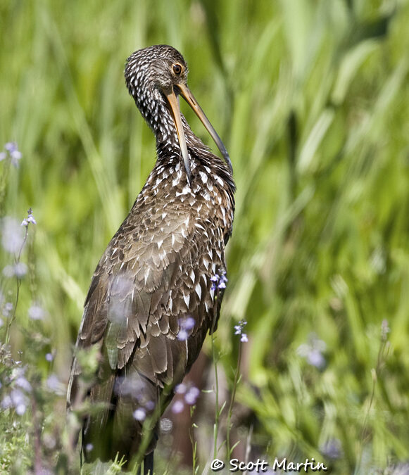 The Limpkin, A Species of Special Concern in Florida