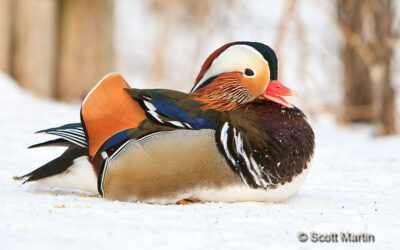 Mandarin Duck