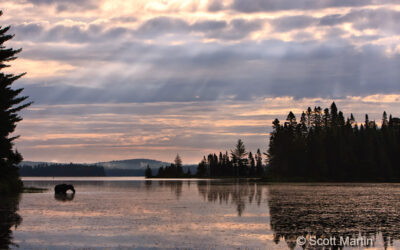 Moose In Algonquin Park