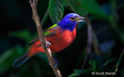 Painted Buntings at Merritt Island National Wildlife Refuge, Florida