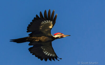 Pileated Woodpecker, Gray Jay and Mizzy Lake Landscapes