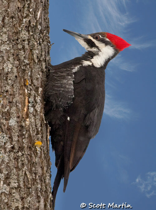 Pileated Woodpecker