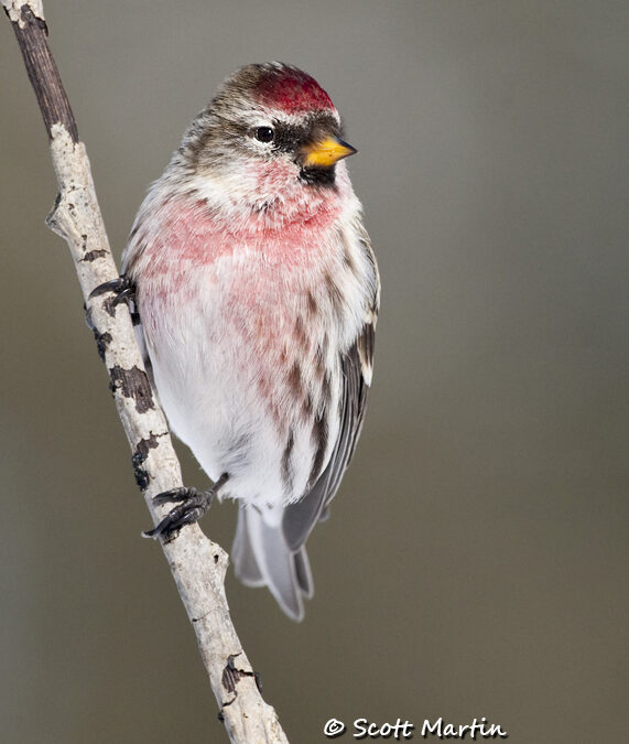 Common Redpoll, Brown Thrasher and Wood Thrush