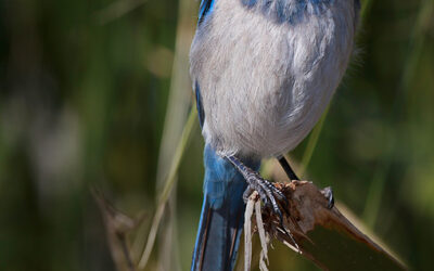 Florida Scrub Jay