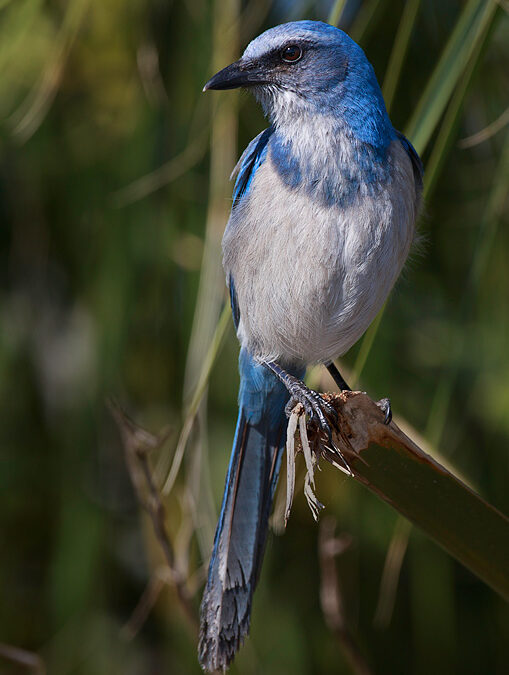 Florida Scrub Jay