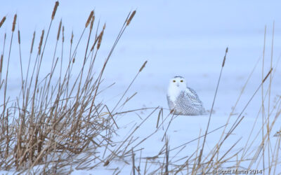 Owls And Other Winter Birds