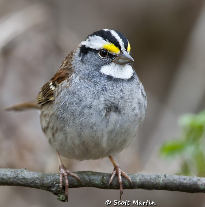 White Throated Sparrow