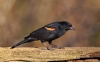 Red Winged Blackbird 13