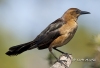 Boat Tailed Grackle 01