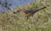 Boat Tailed Grackle 03