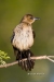 Boat Tailed Grackle 04