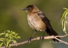 Boat Tailed Grackle 05